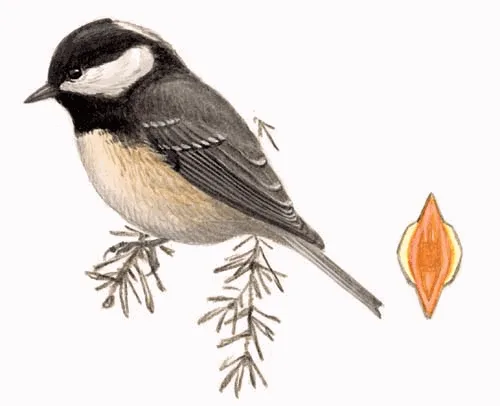 Coal Tit