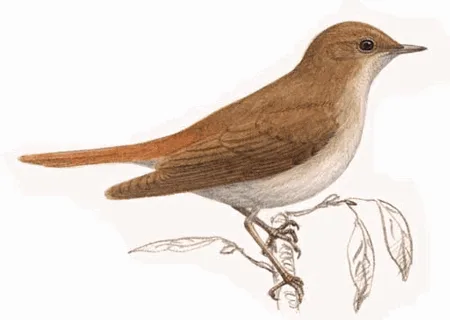 Common Nightingale