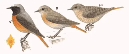 Common Redstart