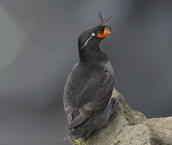 Crested Auklet