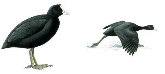 Crested Coot