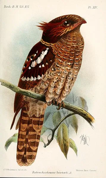 Dulit Frogmouth