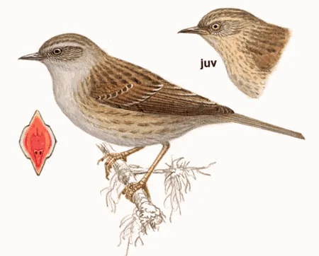 Dunnock