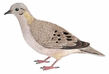 Eared Dove