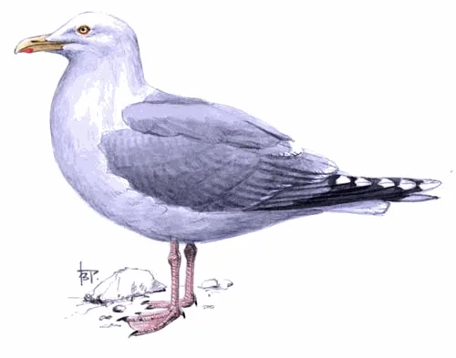 European Herring Gull