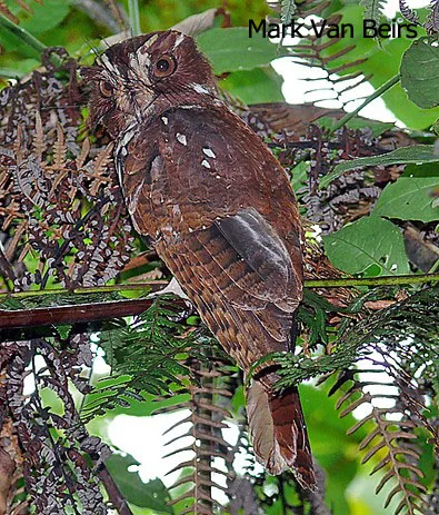 Feline Owlet-nightjar