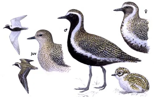 Golden Plover