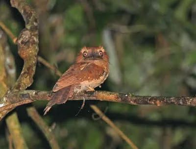 Goulds Frogmouth