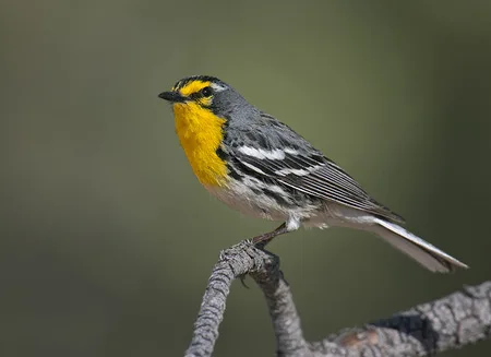 Graces Warbler