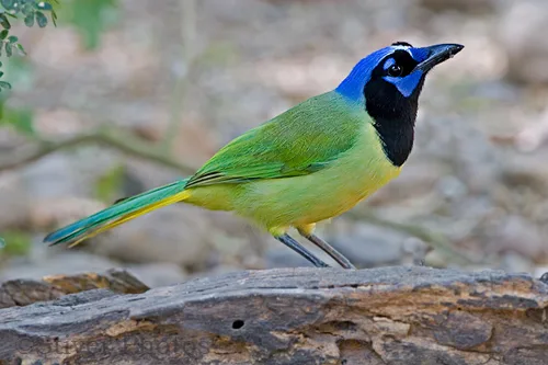 Green Jay Green Jay