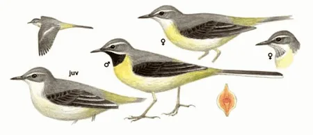 Grey Wagtail