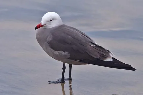 Heermanns Gull