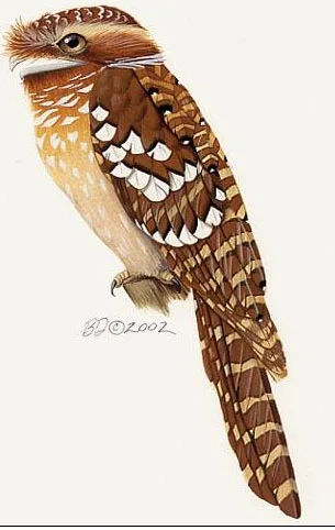 Large Frogmouth