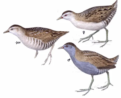 Little Crake