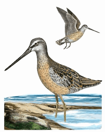 Long billed Dowitcher Limnodromus Scolopaceus Planet Of Birds
