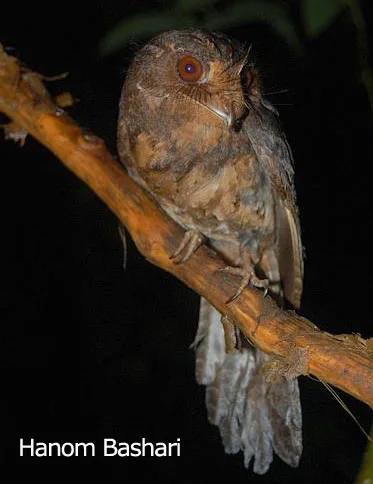Moluccan Owlet-nightjar