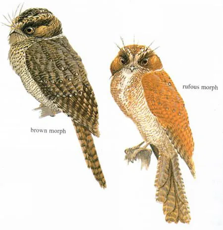 Mountain Owlet-nightjar