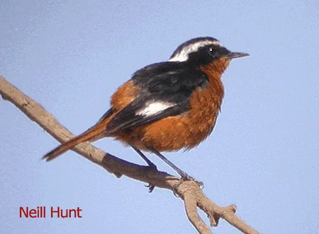 Moussiers Redstart