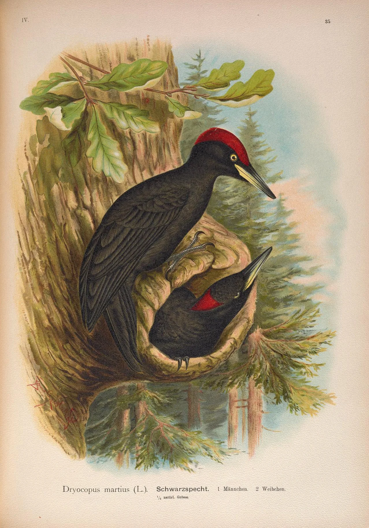 Black woodpecker