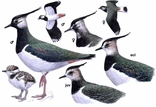 Northern Lapwing