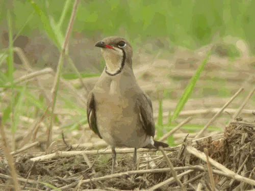 Oriental Pratincole