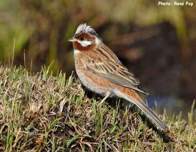 Pine Bunting