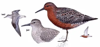 Red Knot