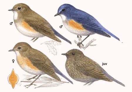 Red-flanked Bluetail