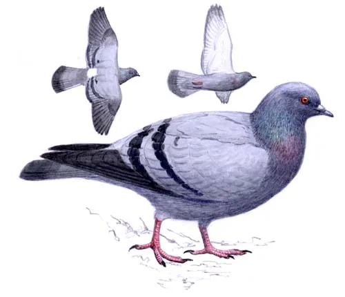 Rock Pigeon