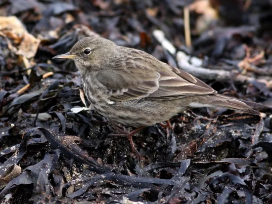 Rock Pipit
