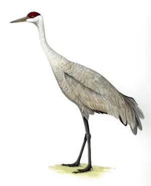 Sandhill Crane