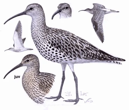 Slender-billed Curlew