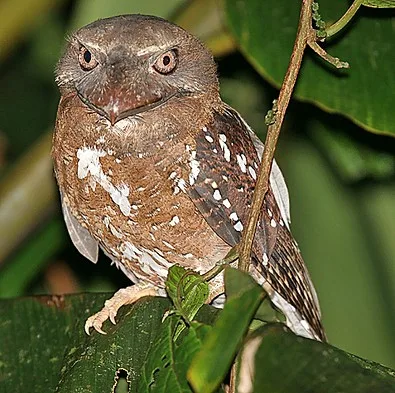 Solomons Frogmouth