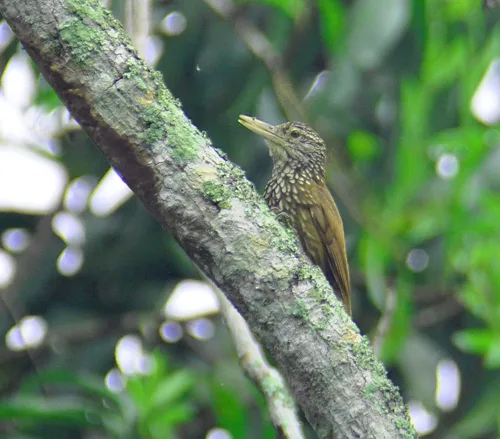 Straight-billed Woodcreeper