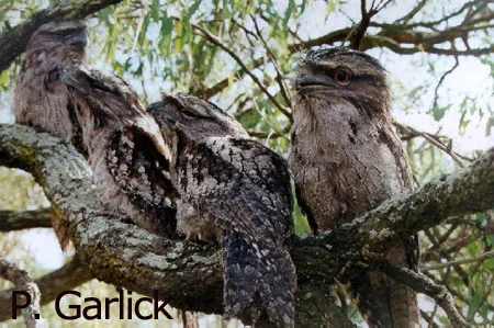 Tawny Frogmouth