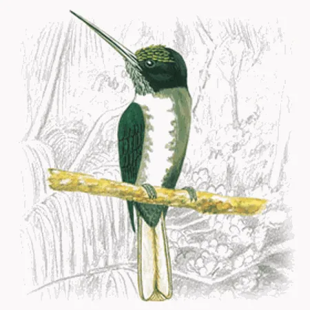 Three-toed Jacamar