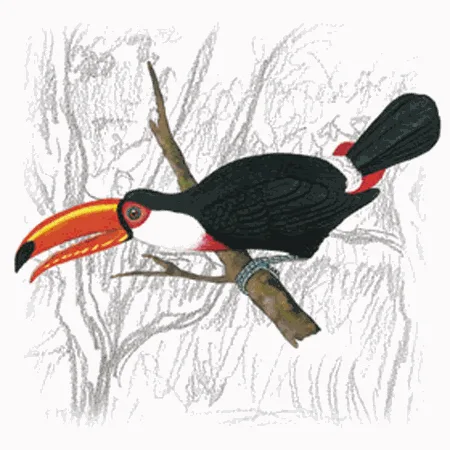 Toco Toucan