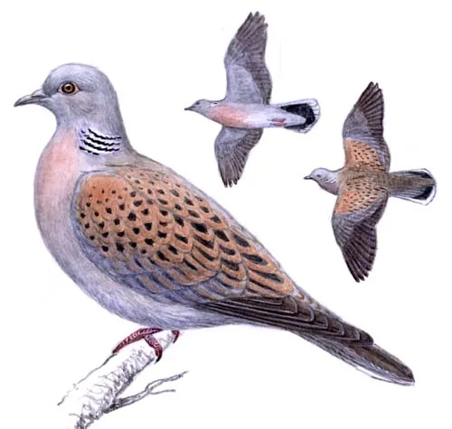 Turtle-Dove