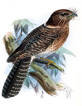 Vogelkop Owlet-nightjar