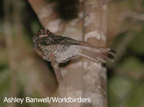 Wallaces Owlet-nightjar