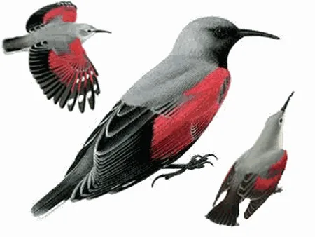 Wallcreeper