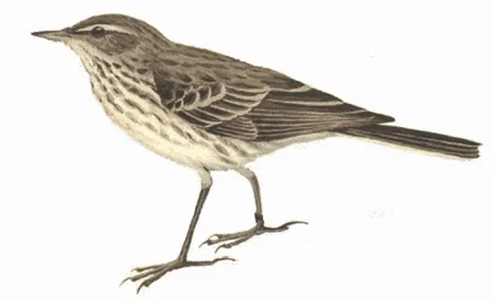 Water Pipit