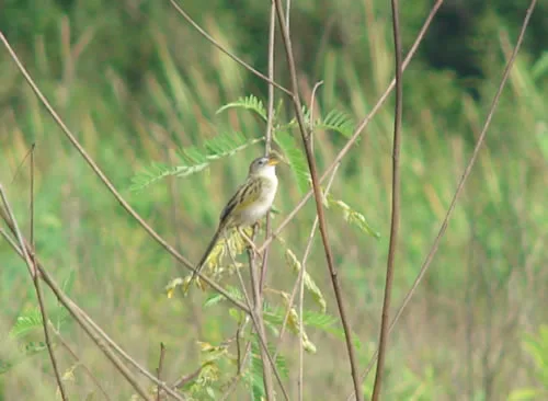 Wedge-tailed Grass-Finch