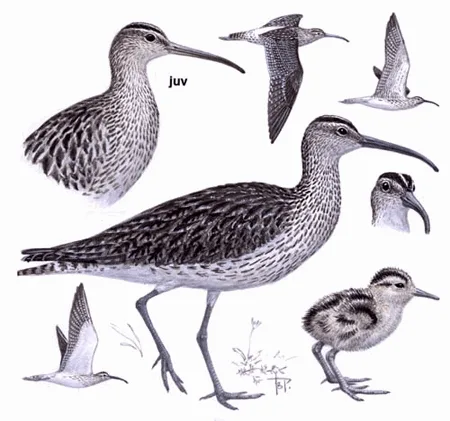 Whimbrel