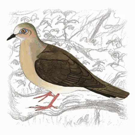 White-tipped Dove