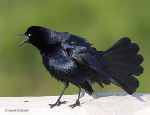 Great-tailed Grackle (Quiscalus Mexicanus) – Planet Of Birds