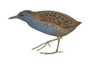 Laysan Crake