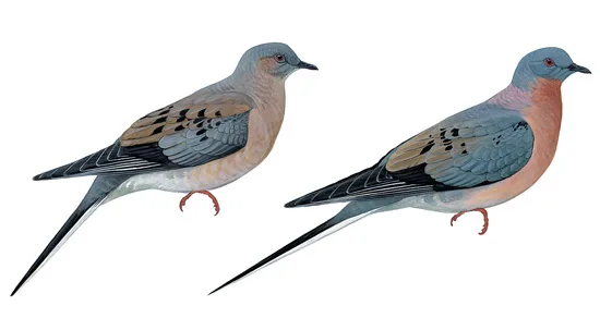 Passenger Pigeon