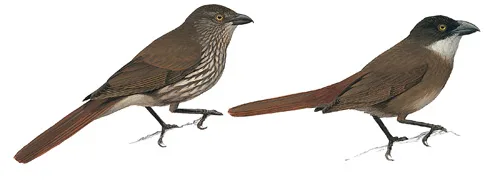 Piopio