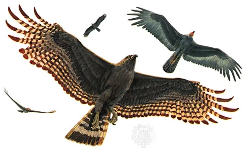 Zone-tailed Hawk